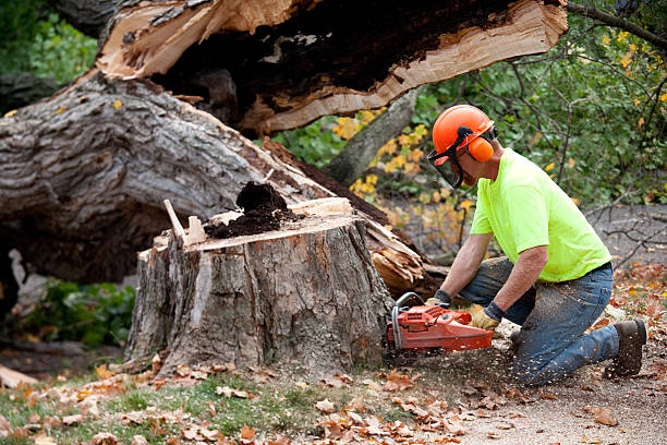 Reliable American Falls, ID Tree Services Solutions